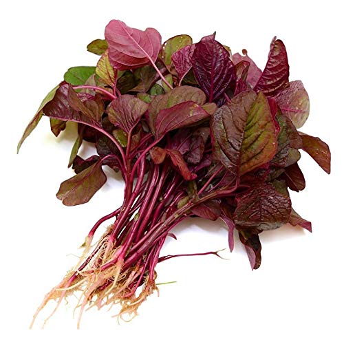 Red Amaranth ( Lal bhaji ) 500gram/-