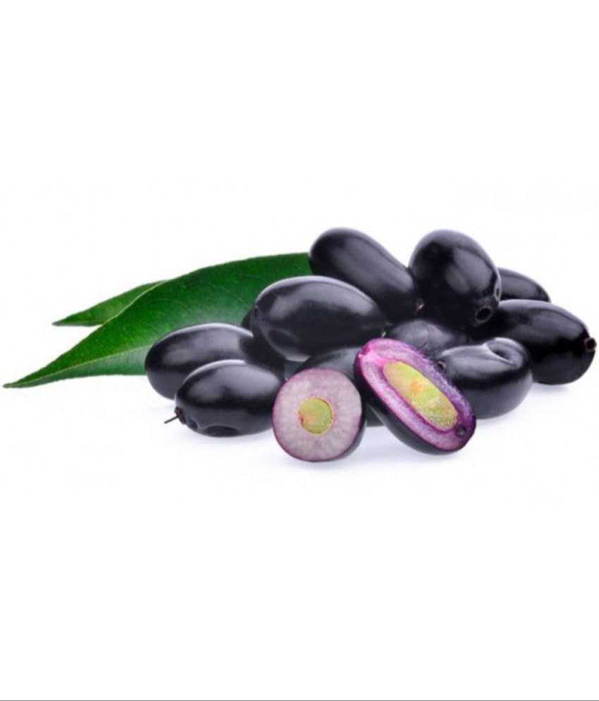 jamun 500gram/- ( extra 50 gram free )