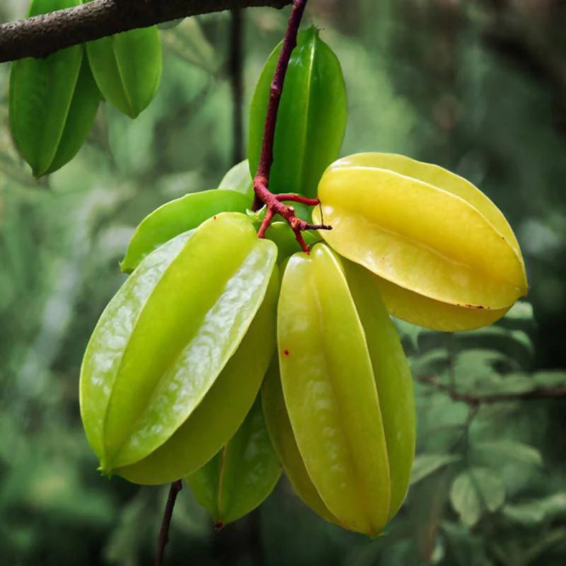 star Fruit 150gram/-
